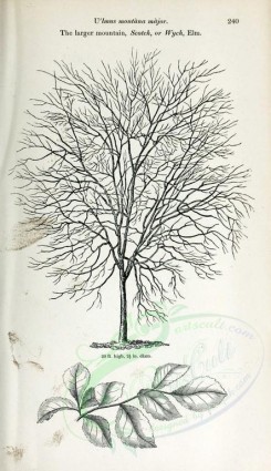 botanical-03144 - black-and-white 026-LargerMountain Scotch or Wych Elm, ulmus montana major