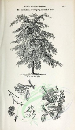 botanical-03145 - black-and-white 027-Pendulous or weeping mountain Elm, ulmus montana pendula