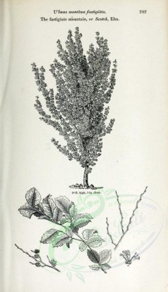 botanical-03146 - black-and-white 028-Fastigiate mountain or Scotch Elm, ulmus montana fastigiata