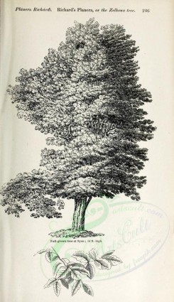 botanical-03150 - black-and-white 032-Richard's Planera or Zelkoua tree, planera richardi