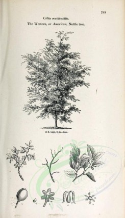 botanical-03152 - black-and-white 034-Western or American Nettle tree, celtis occidentalis