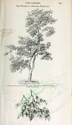 botanical-03153 - black-and-white 035-Western or American Nettle tree, celtis occidentalis