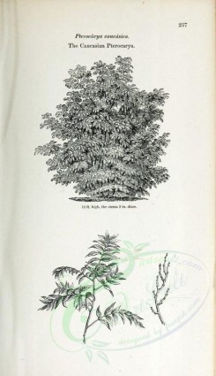 botanical-03161 - black-and-white 043-Caucasian Pterocarya, pterocarya caucasica
