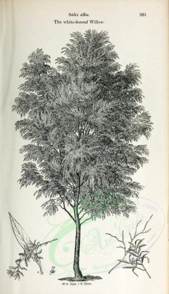 botanical-03165 - black-and-white 047-White-leaved Willow, salix alba