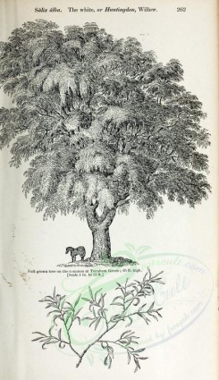 botanical-03166 - black-and-white 048-White or Huntingdon Willow, salix alba