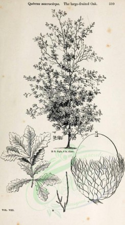 botanical-03478 - black-and-white 001-Large-fruited Oak, quercus macrocarpa