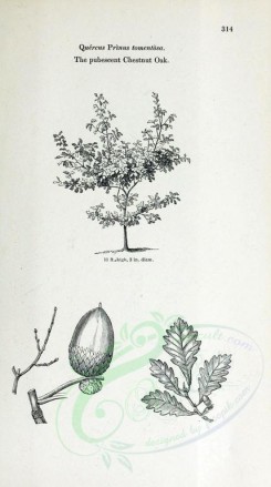 botanical-03482 - black-and-white 005-Pubescent Chestnut Oak, quercus prinus tomentosa