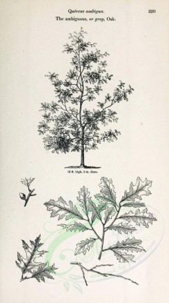 botanical-03488 - black-and-white 011-Ambiguous or Grey Oak, quercus ambiguq