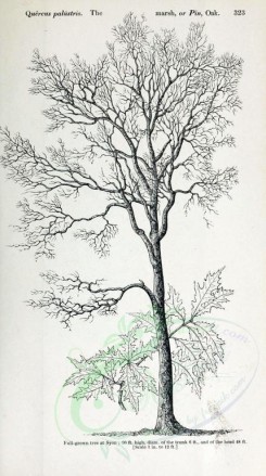 botanical-03491 - black-and-white 014-Marsh or Pin Oak, quercus palustris