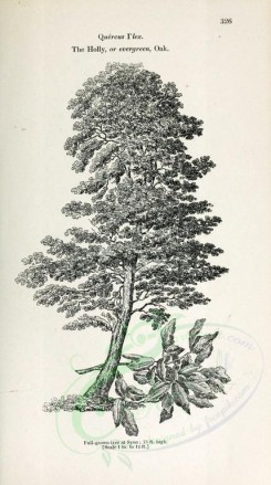 botanical-03494 - black-and-white 017-Holly or evergreen Oak, quercus ilex