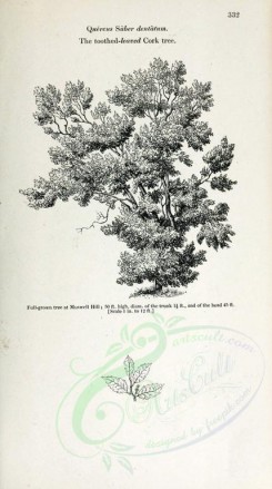 botanical-03496 - black-and-white 019-Toothed-leaved Cork tree, quercus suber dentatum