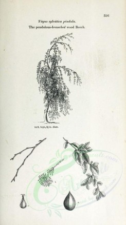 botanical-03500 - black-and-white 023-Pendulous-branched wood Beech, fagus sylvatica pendula
