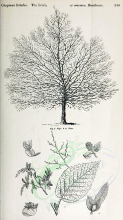 botanical-03504 - black-and-white 027-Birch or Common Hornbeam, carpinus betulus