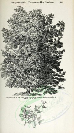 botanical-03507 - black-and-white 030-Common Hop Hornbeam, ostrya vulgaris