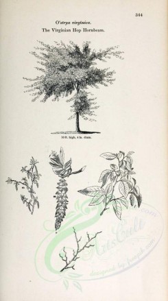botanical-03508 - black-and-white 031-Virginian Hop Hornbeam, ostrya virginica