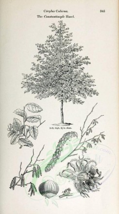 botanical-03509 - black-and-white 032-Constantinopole Hazel, corylus colurna