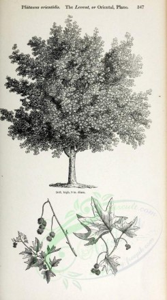 botanical-03511 - black-and-white 034-Levant or Oriental Plane, platanus orientalis