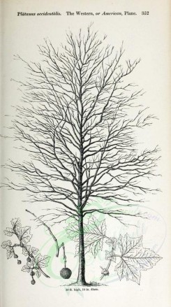 botanical-03514 - black-and-white 037-Western or American Plane, platanus occidentalis