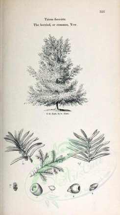 botanical-03516 - black-and-white 039-Berried or Common Yew, taxus baccata