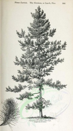 botanical-03525 - black-and-white 048-Corsican or Larch Pine, pinus laricio