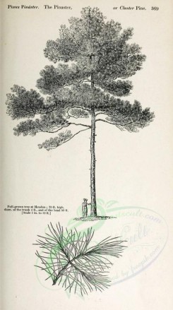 botanical-03526 - black-and-white 049-Pinaster or Cluster Pine, pinus pinaster