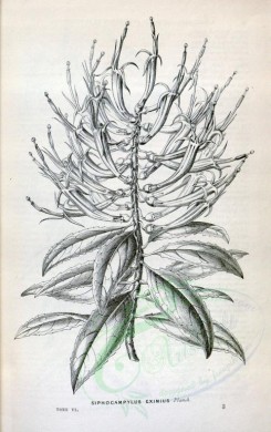 botanical-08361 - black-and-white 001-siphocampylus eximius