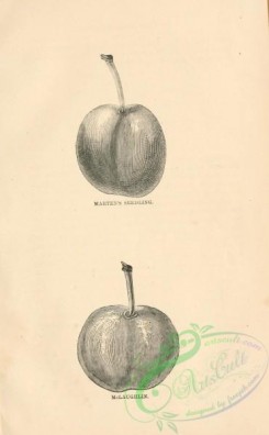 botanical-12089 - black-and-white 822-Marten's Seedling Plum, McLaughlin Plum