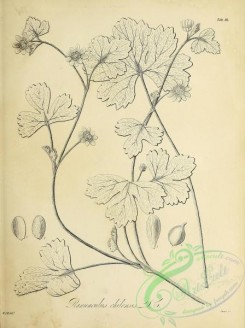 botanical-18386 - black-and-white 144-ranunculus chilensis