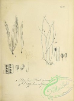 botanical-18404 - black-and-white 162-polypodium pseudogrammitis, polypodium setigerum