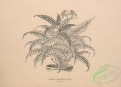 botanical-19128 - black-and-white 010-adiantum tetraphyllum gracile