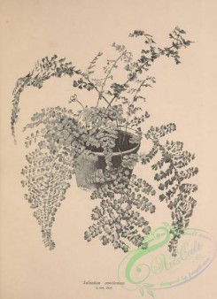 botanical-19132 - black-and-white 015-adiantum concinnum