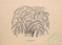 botanical-19136 - black-and-white 021-adiantum peruvianum