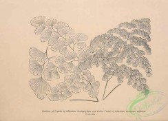 botanical-19137 - black-and-white 022-adiantum rhodophyllum