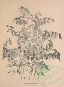 botanical-19139 - black-and-white 024-adiantum trapeziforme