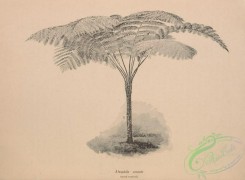 botanical-19140 - black-and-white 025-alsophila armata