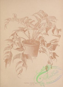 botanical-19141 - black-and-white 027-aspidium falcatum pendulum