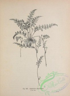 botanical-19148 - black-and-white 037-asplenium obtusilobum