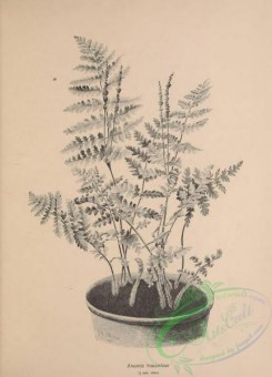 botanical-19149 - black-and-white 038-anemia tomentosa