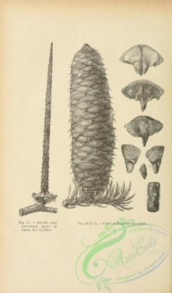 botanical-19231 - black-and-white 005-Cone