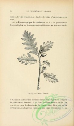 botanical-19234 - black-and-white 008-Oak leaves and acorns