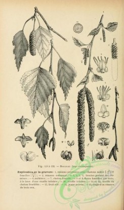 botanical-19238 - black-and-white 012-Birch