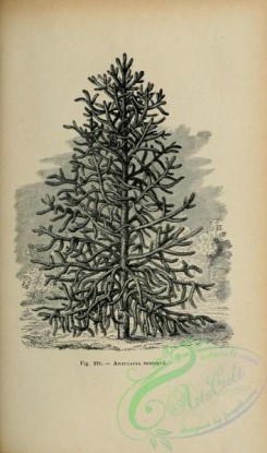 botanical-19248 - black-and-white 022-Araucaria