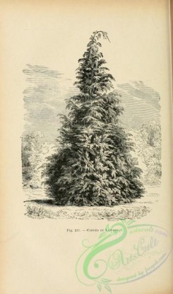 botanical-19249 - black-and-white 023-Cypressus