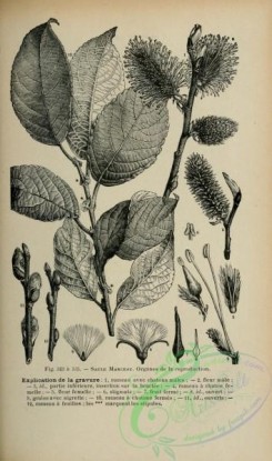 botanical-19254 - black-and-white 028-Willow