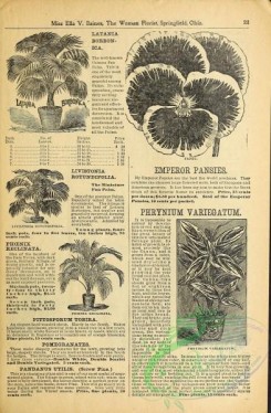 botanical-19388 - black-and-white 020-Pansies, phoenix, phrynium