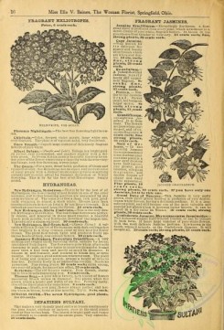 botanical-19393 - black-and-white 025-Heliotrope, Impatiens Sultani, Jasmine Gracillimum
