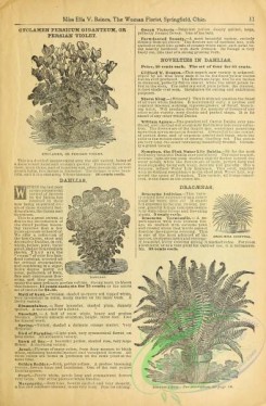 botanical-19398 - black-and-white 030-Dahlia, Cyclamen, Boston Fern