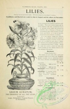 botanical-19464 - black-and-white 148-lilium auratum