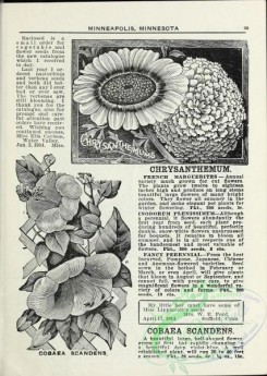 botanical-19501 - black-and-white 189-Chrysanthemum, Cobaea Scandens