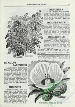 botanical-19506 - black-and-white 194-Hibiscus, Humulus
